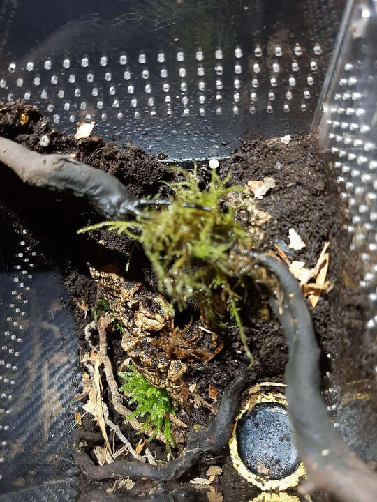 01 - The Rooted Stump