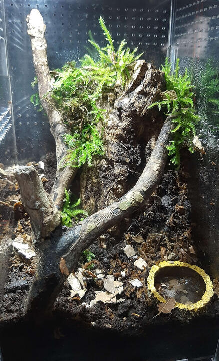 Entrance of a Terrestrial Tarantula