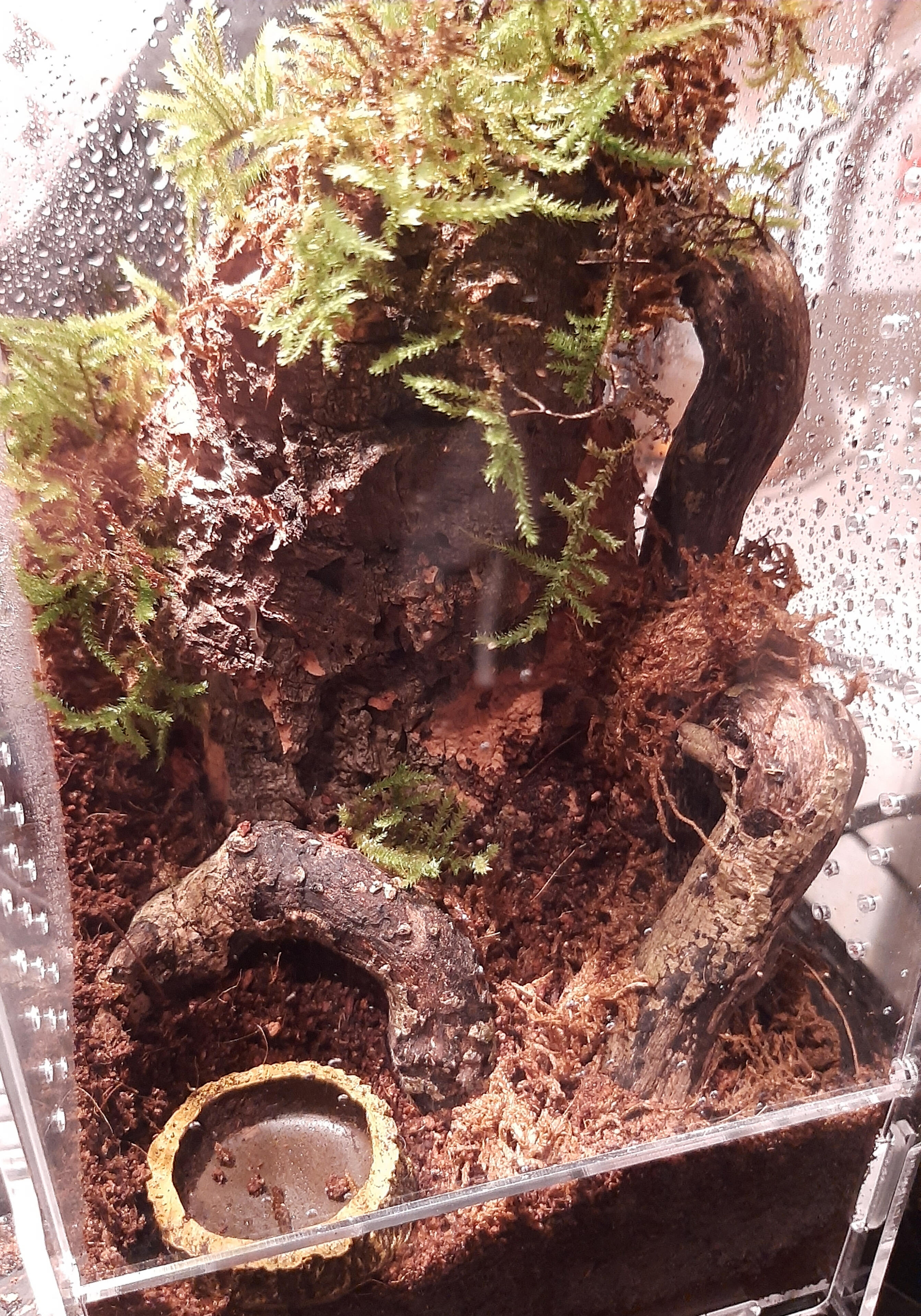 For Tree Dwelling Species