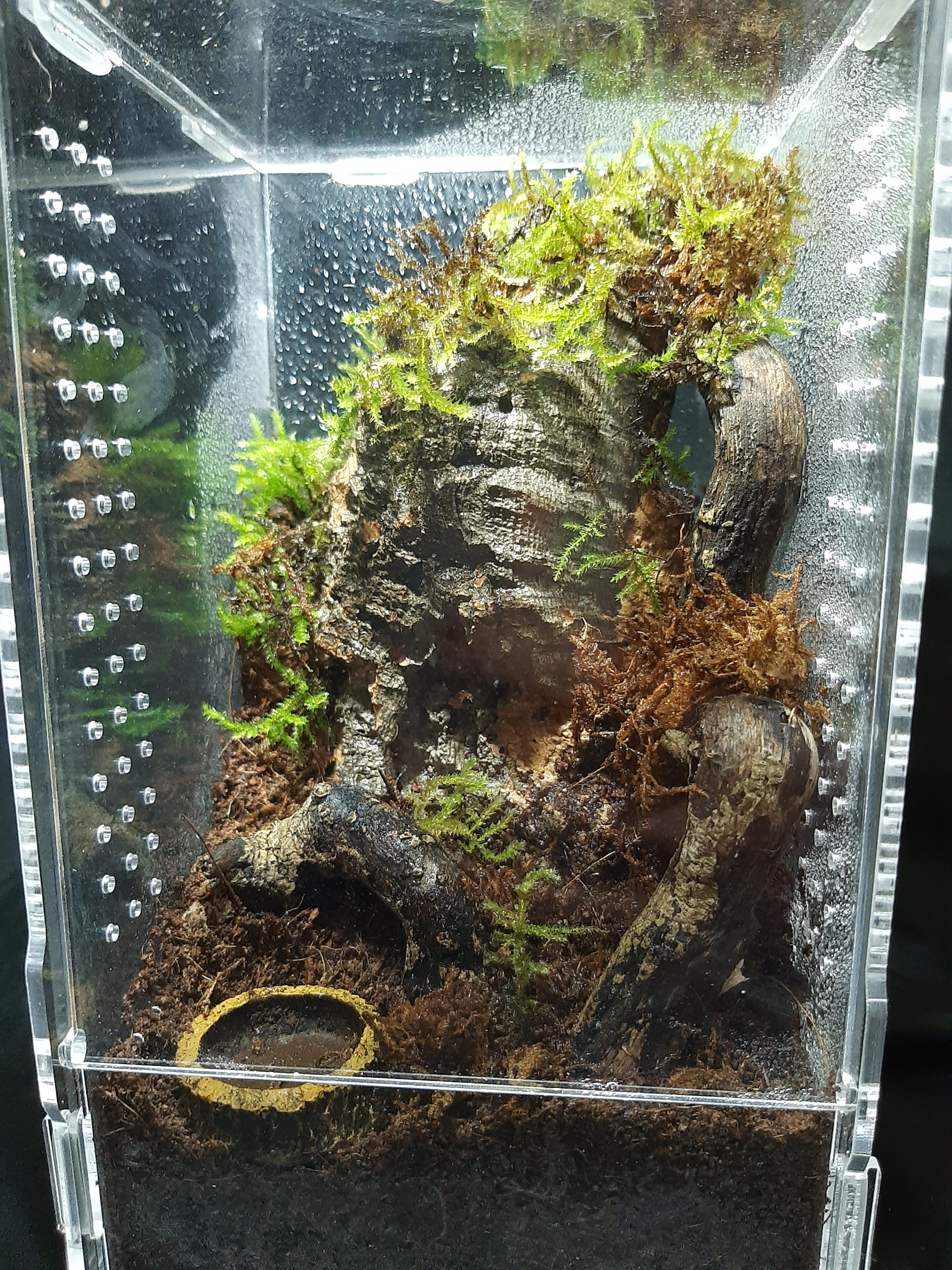 Arboreal Enclosure For Tree Dwelling Species