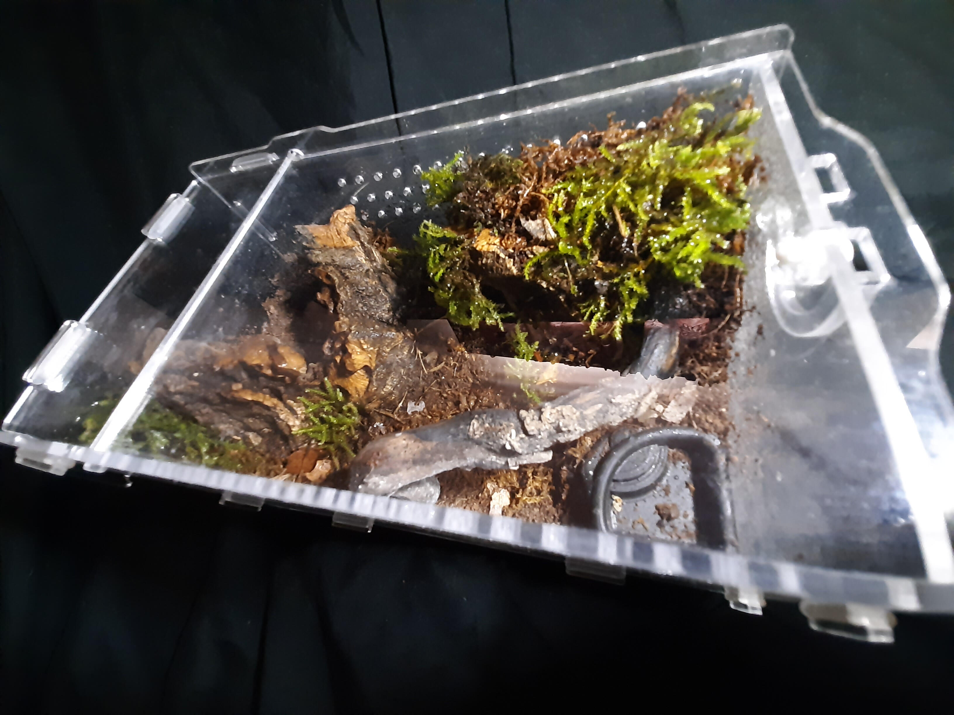 Terrestrial Enclosure For Ground Dwelling Species